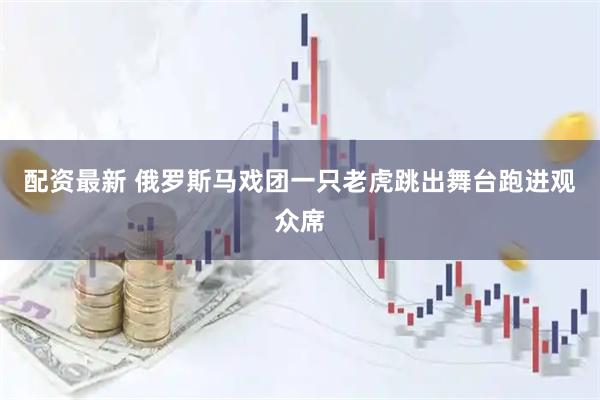 配资最新 俄罗斯马戏团一只老虎跳出舞台跑进观众席
